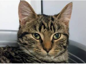 BABY BOY - Domestic Shorthair
crossbreed Photo
