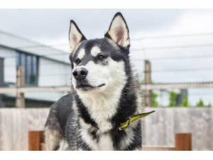 Jax - Male Siberian Husky Photo