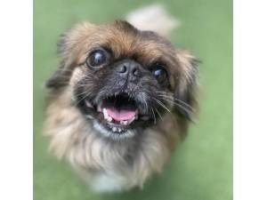 Maxx - Male A Crossbreed Photo