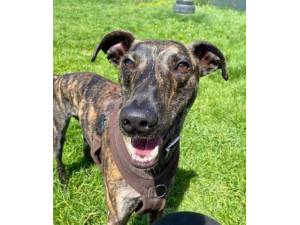 Morris - Male Lurcher Photo