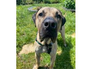Axel - Male Mastiff Cross Photo