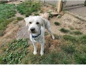 LILLIBET - Tibetan Terrier Photo