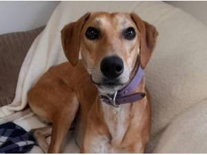 PLUM - Lurcher Photo