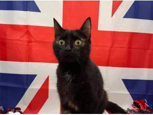 TREACLE - Domestic Shorthair
crossbreed Photo