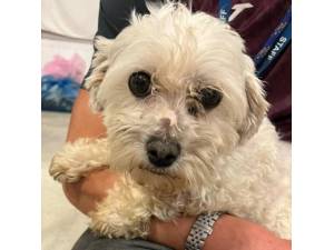 Kammy Love - Female Maltese Cross Bichon Frise Photo