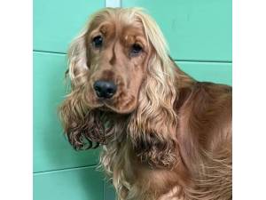 Sprocket - Male Cocker Spaniel Photo