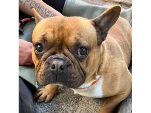Delph - Male French Bulldog Photo