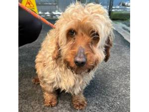 Keel - Male Cockapoo (Cocker Spaniel cross Poodle) Photo