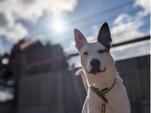 Amos - Male A Crossbreed Photo