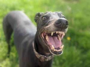 Ben - Male Greyhound Photo