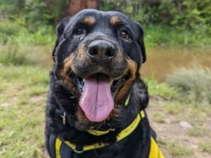 Daisy - Female Rottweiler Photo