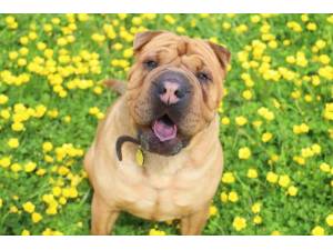 Edie - Female Shar-Pei Photo