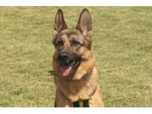 Luna - Female German Shepherd Dog (GSD / Alsatian) Photo