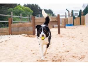 Monty - Male Border Collie Photo