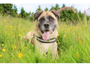 Ralph - Male Akita Photo