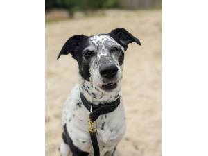 Tilly Collie - Female Border Collie Photo