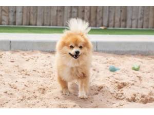 Tofu - Male Pomeranian Photo