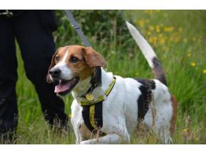 Vinnie - Male Foxhound Photo