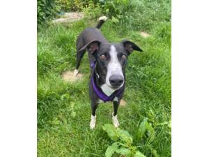 Flash - Male Greyhound Photo