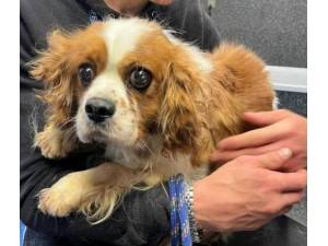 Sally B - Female Cavalier King Charles Spaniel Photo