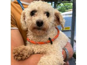 Kitty - Female Maltese Cross Bichon Frise Photo