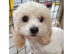 Prue - Female Maltese Cross Photo