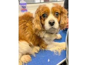 Bell - Female Cavalier King Charles Spaniel Photo