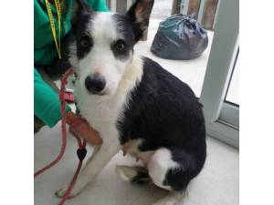 Queenie - Female Border Collie Photo