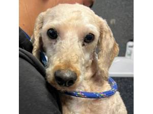 Frank - Male Poodle (Toy) Photo