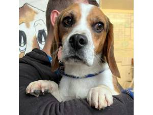 Finley - Male Beagle Photo