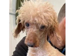 Sandy - Female Poodle Photo