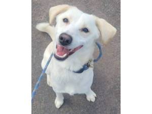 Caleb - Male Cross Breed Photo