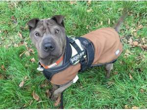 DREYA - Shar-Pei
crossbreed Photo