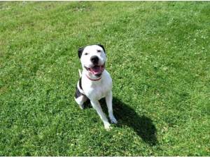 DENNIS - Crossbreed/Unknown Photo