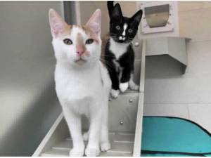 STEFAN - Domestic Shorthair
crossbreed Photo