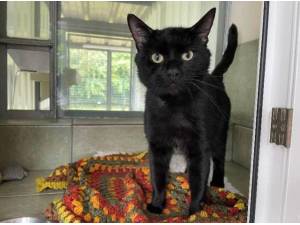 ALEXANDER - Domestic Shorthair
crossbreed Photo