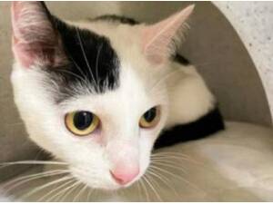 CHINA - Domestic Shorthair
crossbreed Photo