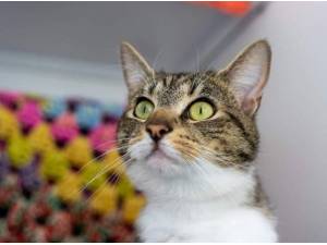 VICTORIA - Domestic Shorthair
crossbreed Photo