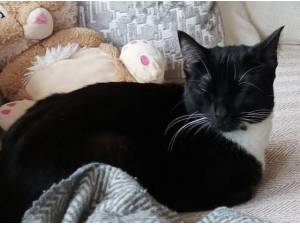 CHONK - Domestic Shorthair
crossbreed Photo