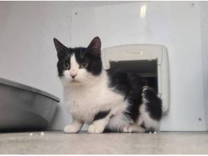 PITTA - Domestic Shorthair
crossbreed Photo