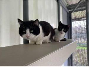 ERICA AND ELIJAH - Domestic Shorthair
crossbreed Photo