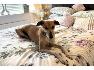 Alice - Female Lurcher Photo