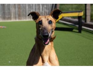 Andrew - Male Lurcher Photo