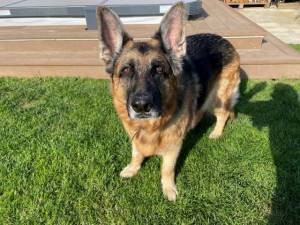 Bella - Female German Shepherd Dog (GSD / Alsatian) Photo
