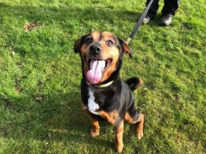 Earza - Female Rottweiler Photo