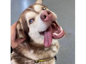 Forest - Male Siberian Husky Photo