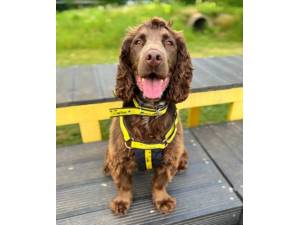 Reggie - Male Cocker Spaniel Photo