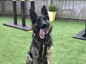 Robbie - Male German Shepherd Dog (GSD / Alsatian) Photo
