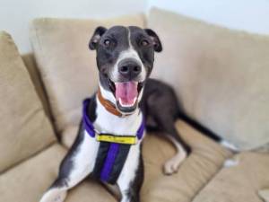 Rudy - Male Lurcher Photo