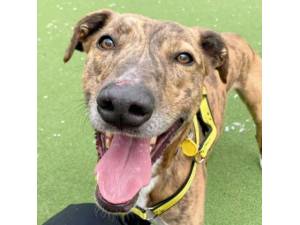 Tigger - Male Lurcher Photo